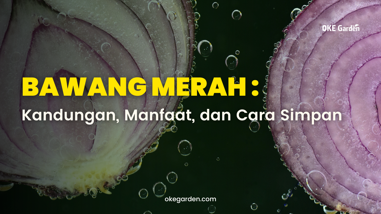 bawang merah