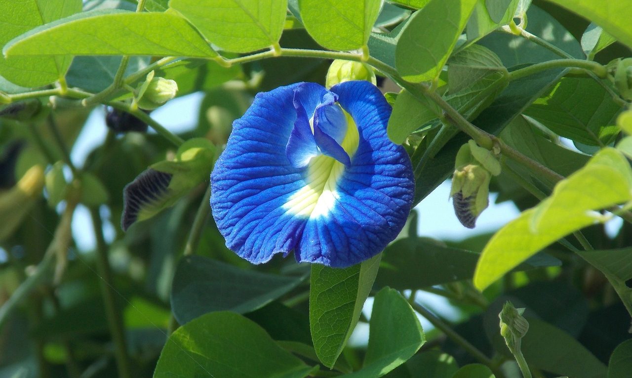 gambar bunga telang atau clitoria ternatea
