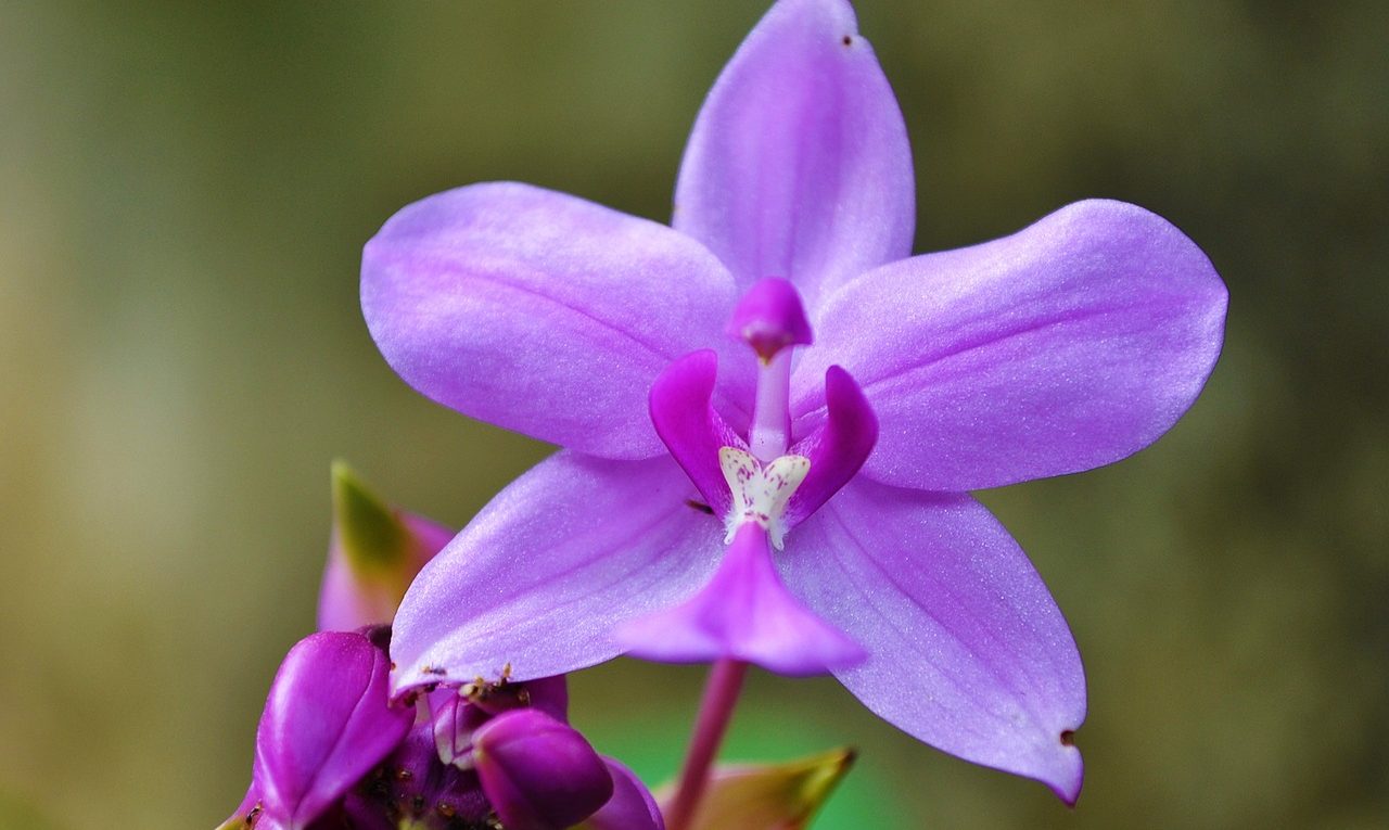 gambar bunga anggrek